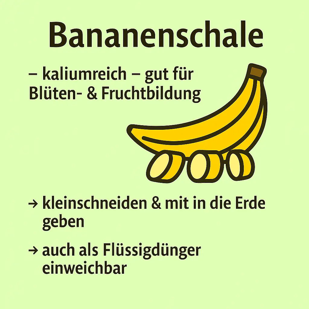Bananenschalen als Kaliumdünger für Gartenpflanzen.