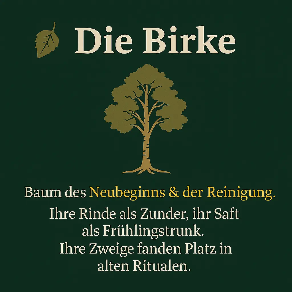 Birkenbaum mit heller Rinde – Symbol für Frühling und Reinigung.