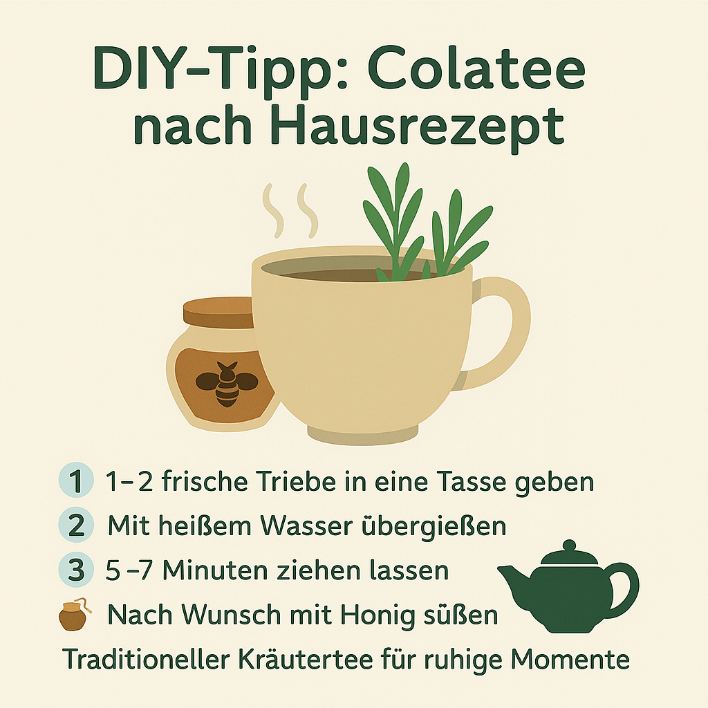 Tasse Colatee mit Honig – einfaches Rezept aus frischen Colastrauch-Trieben