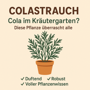 Colastrauch im Topf – duftende, robuste Kräuterpflanze mit außergewöhnlichem Cola-Aroma
