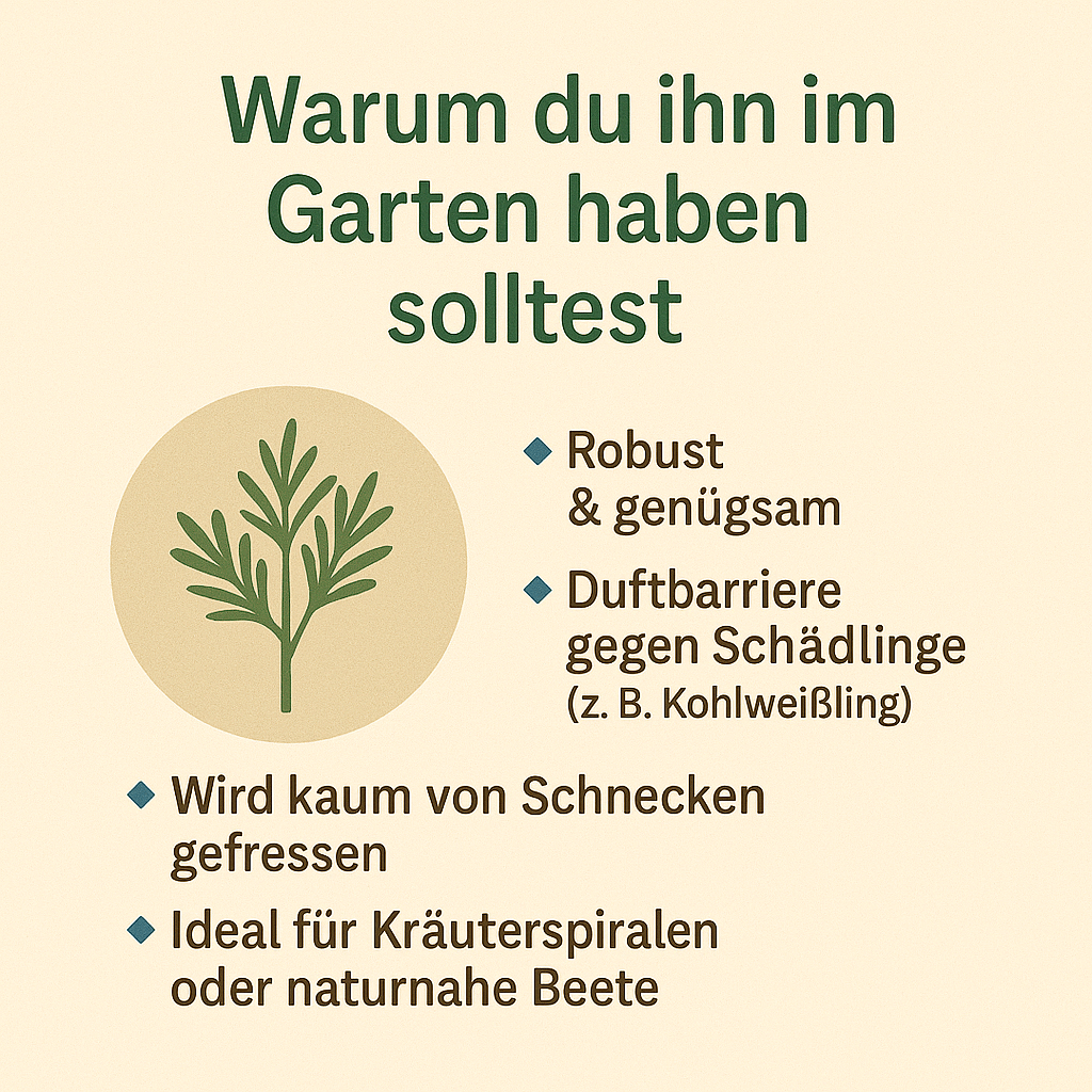 Colastrauch als robuste Gartenpflanze – ideal für Kräuterspiralen, duftend und schädlingsabwehrend