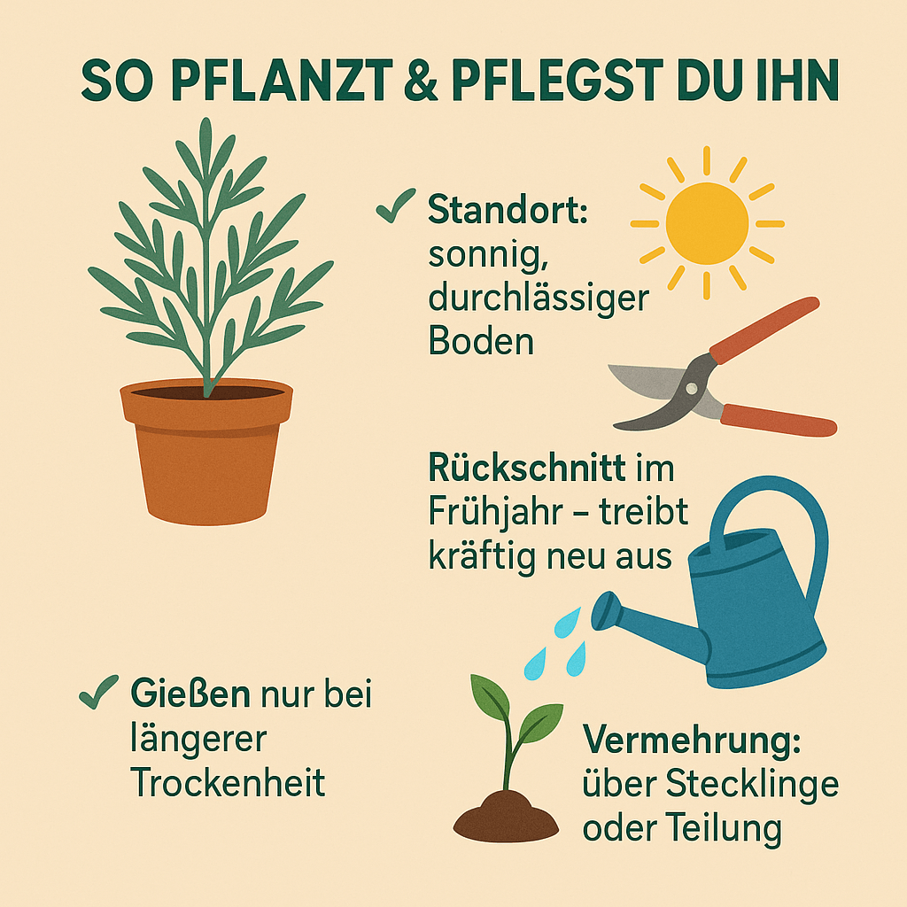 Pflegeanleitung Colastrauch pflanzen – sonniger Standort, Rückschnitt im Frühjahr, gießen bei Trockenheit