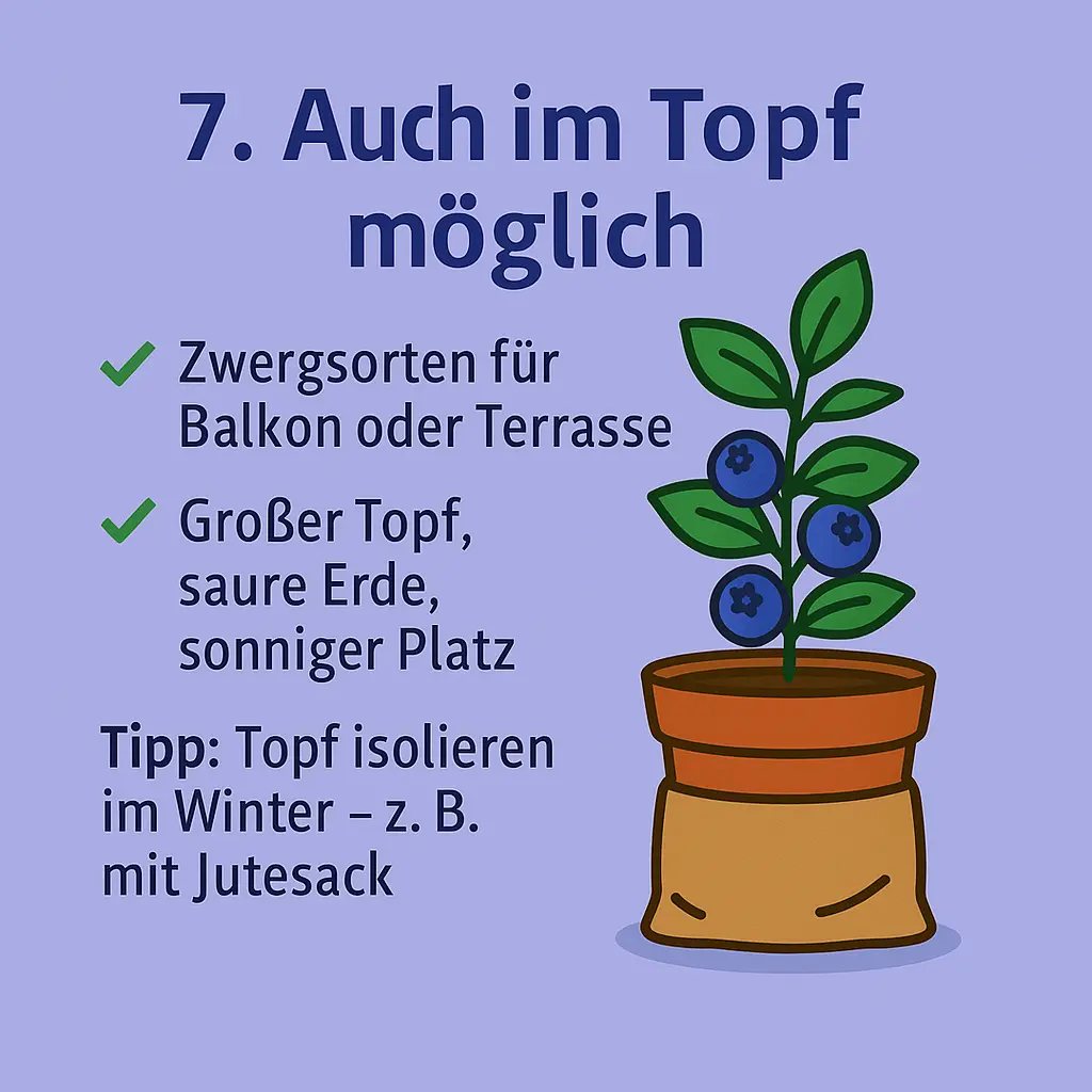 Heidelbeerstrauch im Topf mit Jutesack – Symbol für Balkonpflanzung.