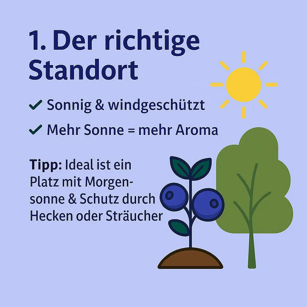 Heidelbeerstrauch mit Sonne und Baum, Symbol für sonnigen Standort.