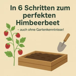 Himbeerbeet anlegen in 6 Schritten