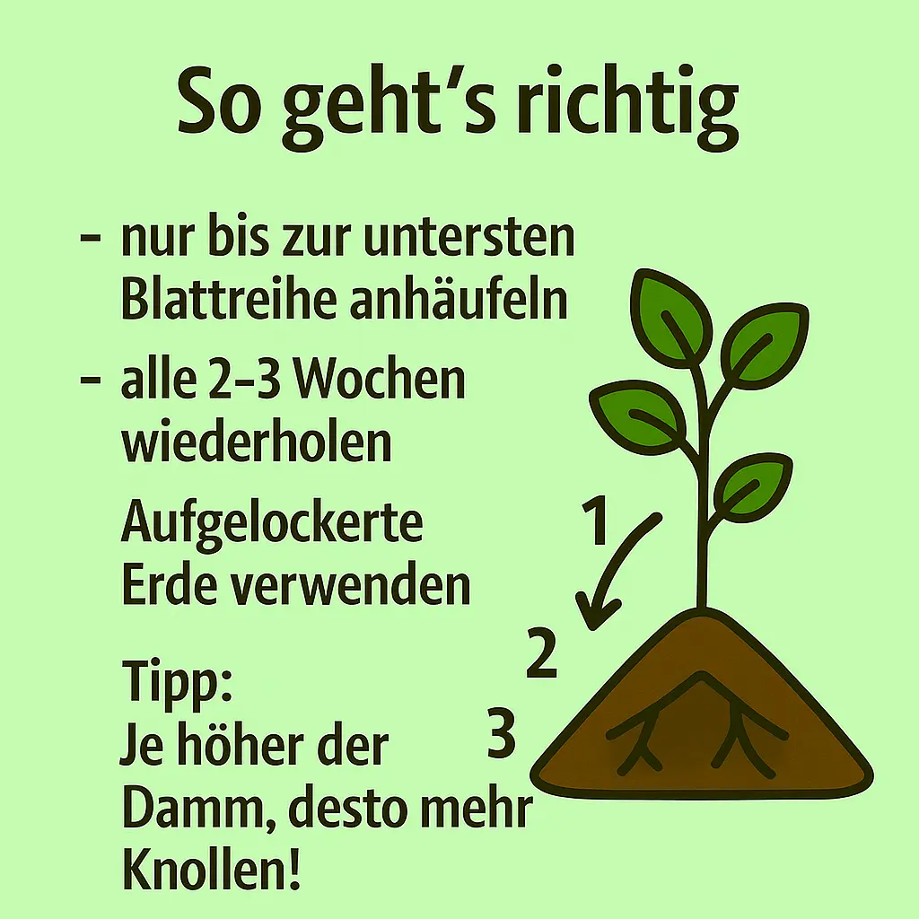 Anleitung zum richtigen Anhäufeln mit aufgelockerter Erde.