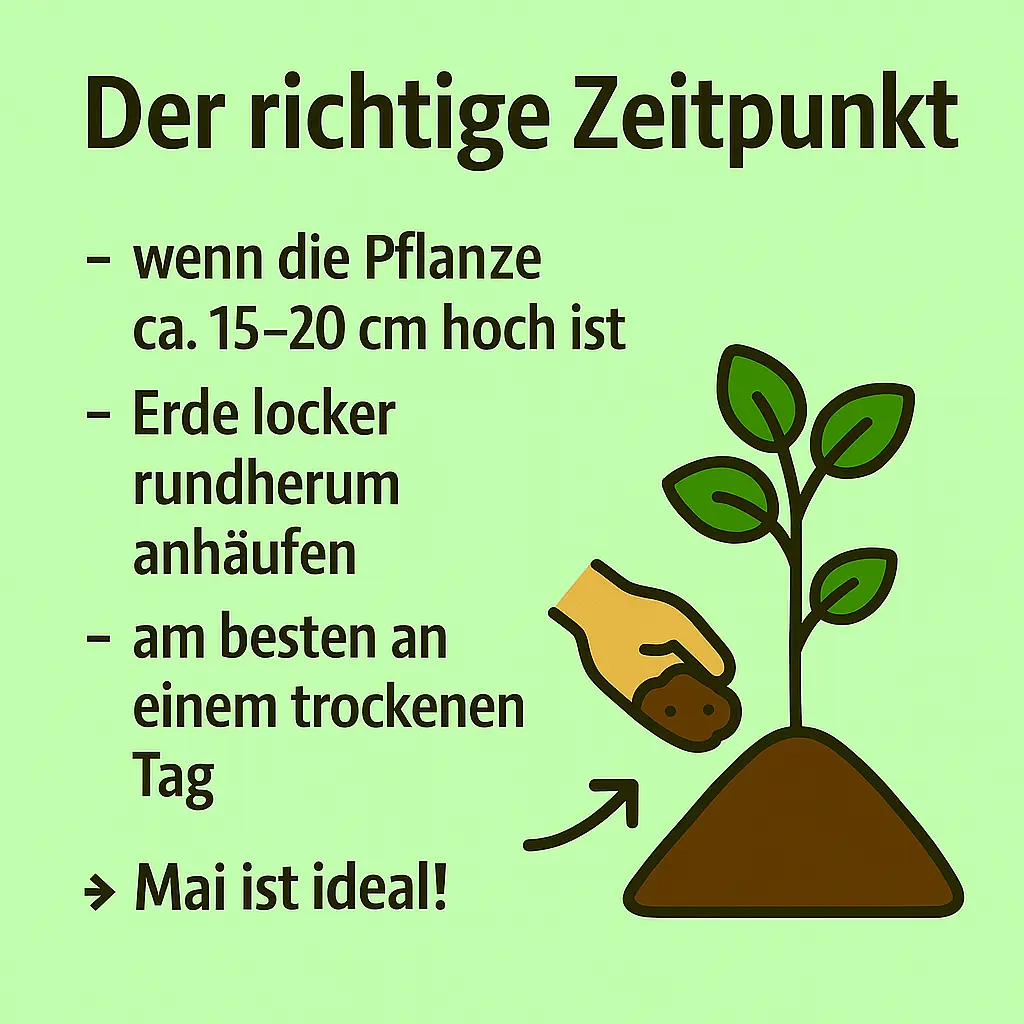 Hand häufelt Erde um eine junge Kartoffelpflanze.