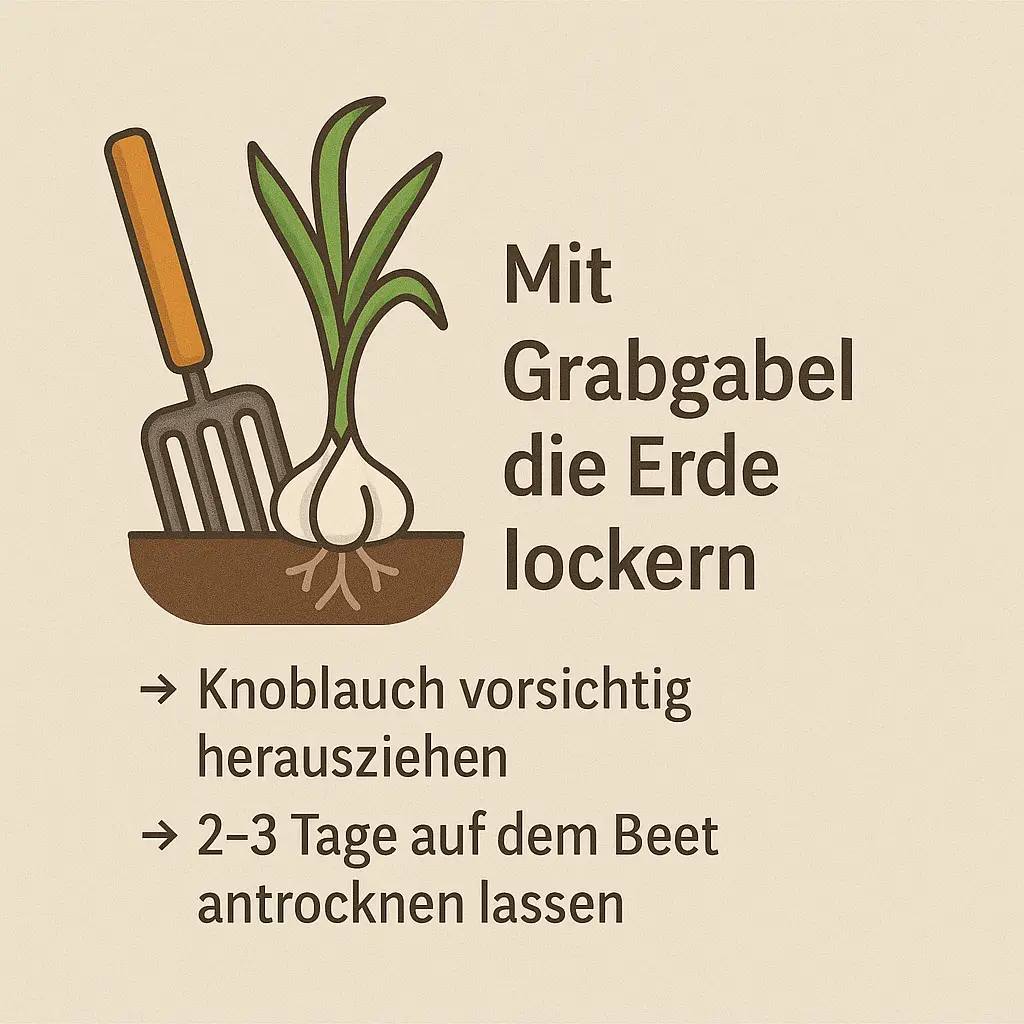 Illustration einer Grabgabel, die eine Knoblauchpflanze aus der Erde hebt.