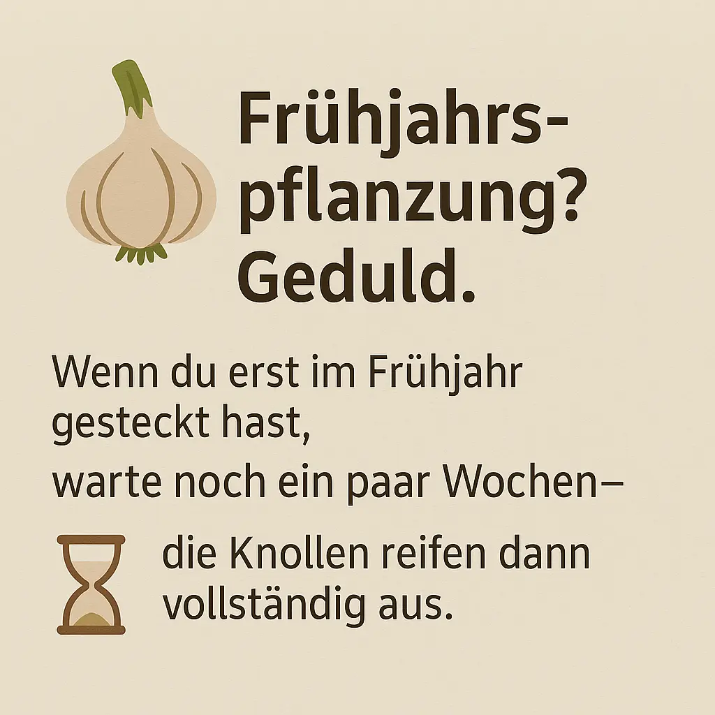 Illustration einer Knoblauchknolle mit Sanduhr-Symbol.