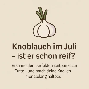 Knoblauch ernten im Juli - Erkennen wann der Knoblauch reif ist