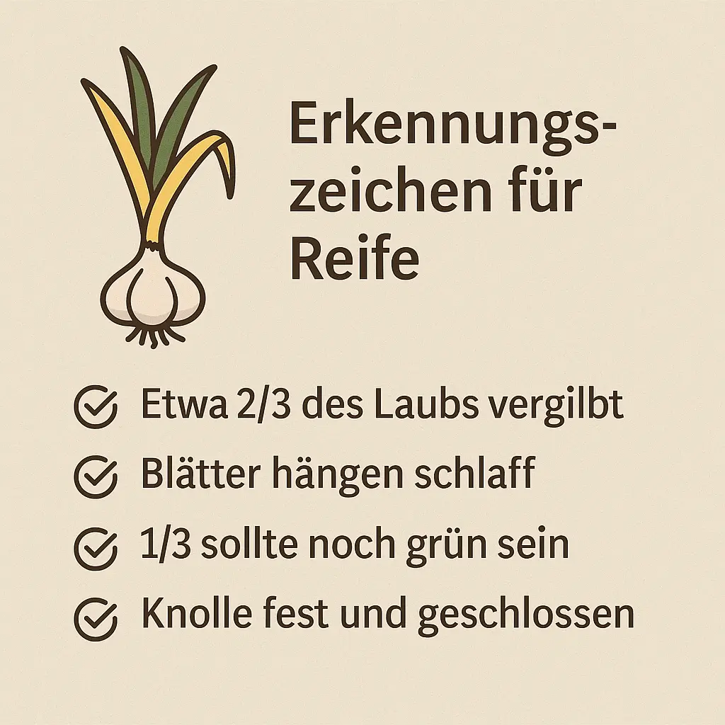 Illustration einer Knoblauchpflanze mit vergilbtem und grünem Laub.