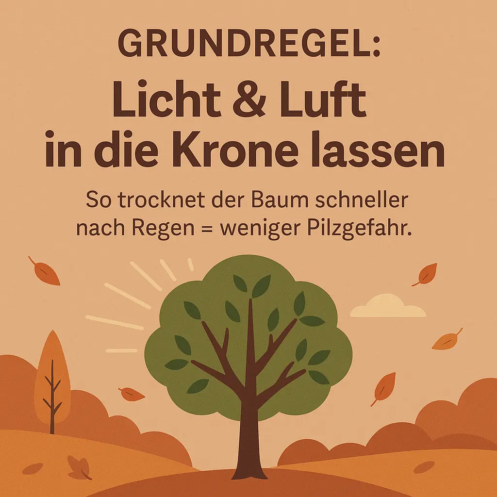 Obstbaum im Sonnenlicht mit freier Krone – Symbol für gesunde Belüftung.