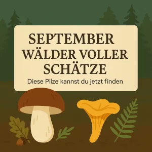 Steinpilz und Pfifferling im Wald – typische Speisepilze im September.