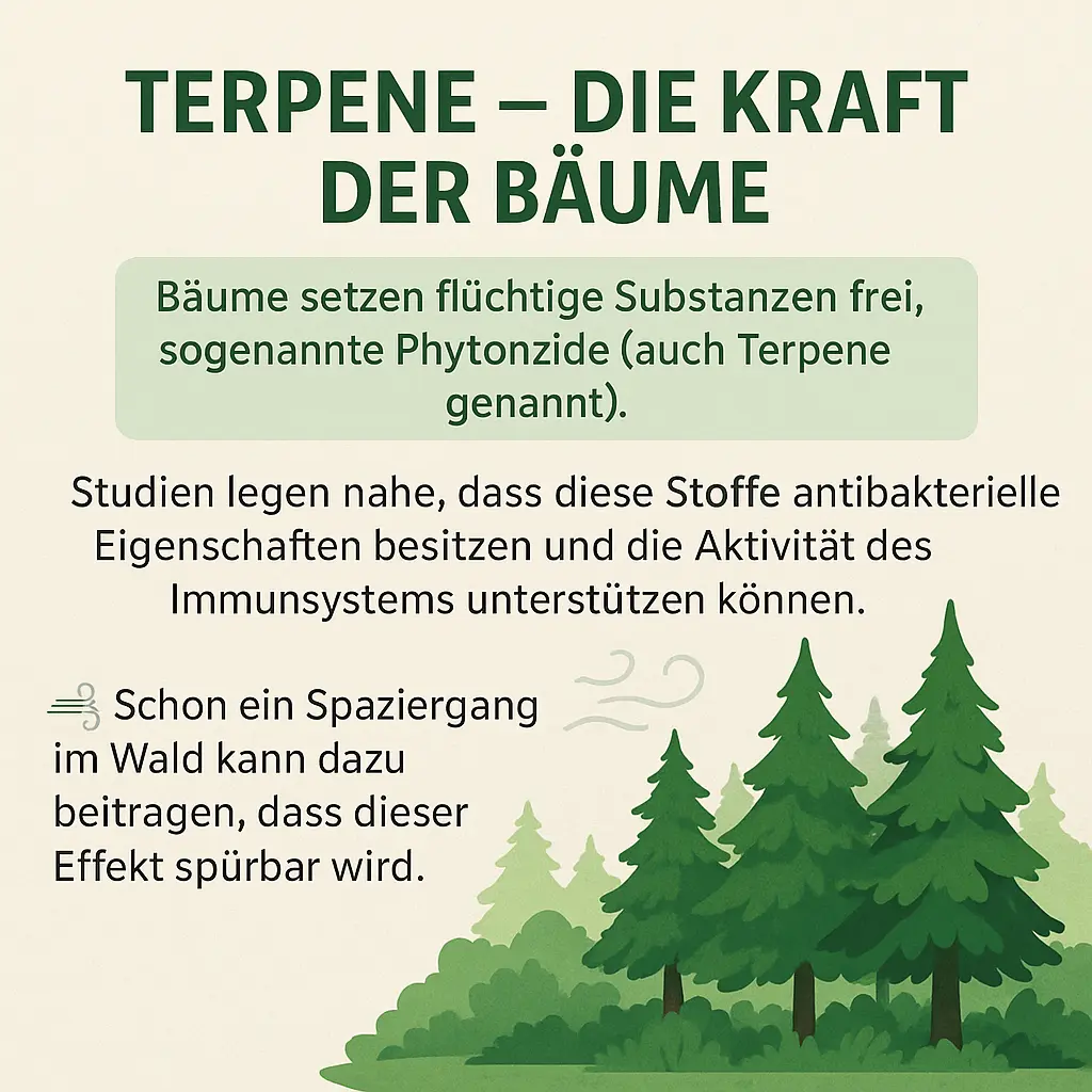 Illustration von Tannen und Kiefern, grüne Waldlandschaft mit Duftsymbolen.