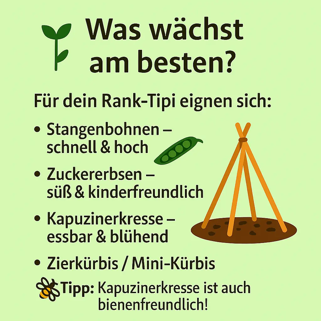 Rank-Tipi mit Erbsen und Blättern – Übersicht geeigneter Pflanzenarten.