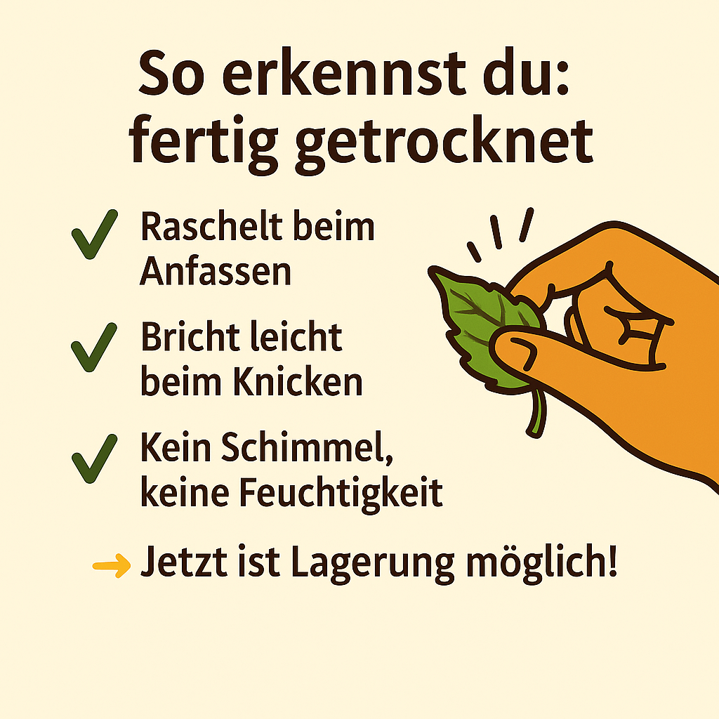 Anzeichen für fertig getrocknete Wildkräuter – raschelt beim Anfassen, bricht leicht, keine Feuchtigkeit oder Schimmel
