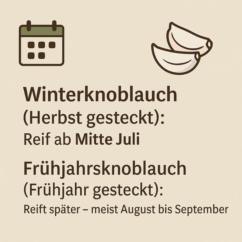 Illustration mit Knoblauchzehen und Kalender-Symbol.