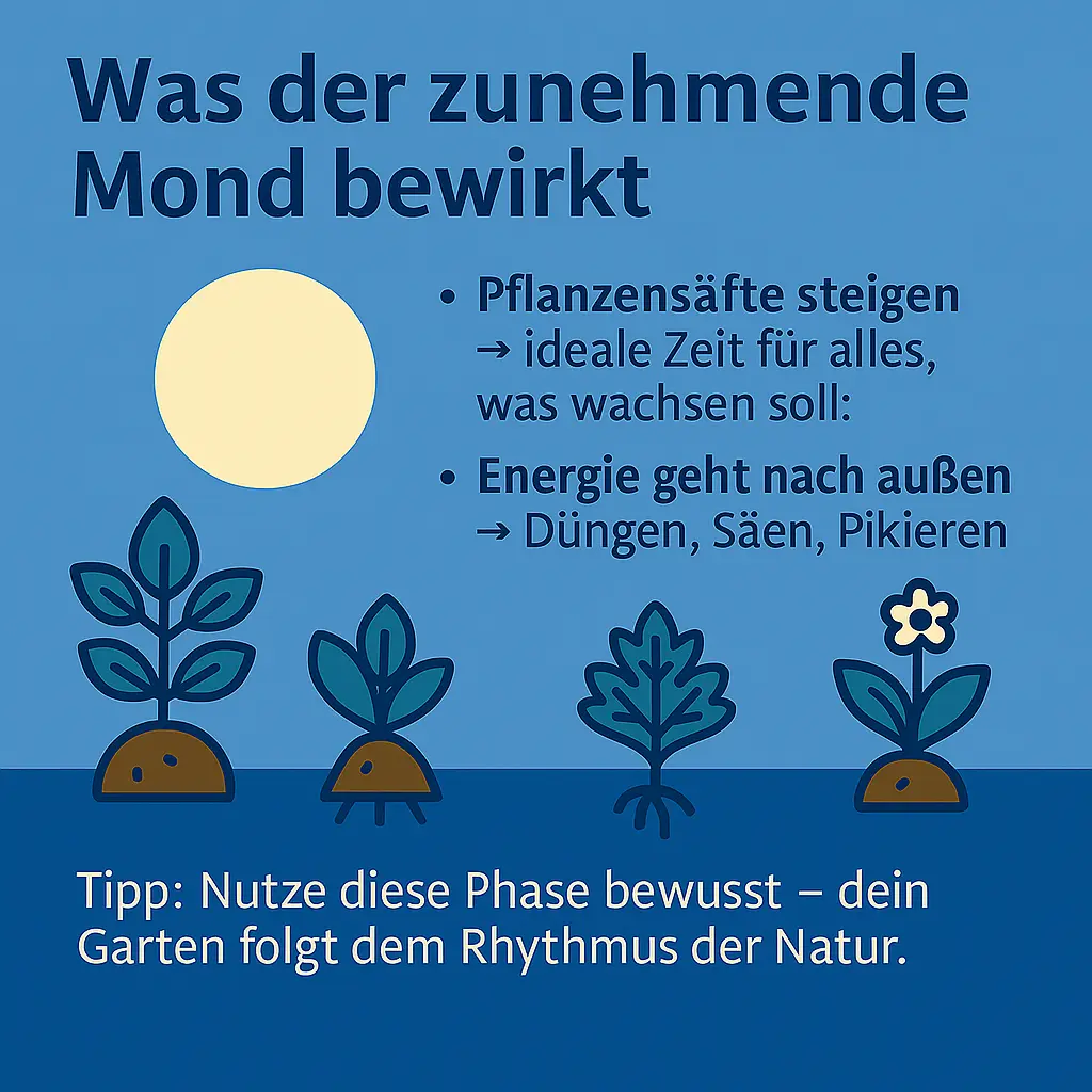 Pflanzen wachsen unter dem zunehmenden Mond – Symbol für Naturenergie.