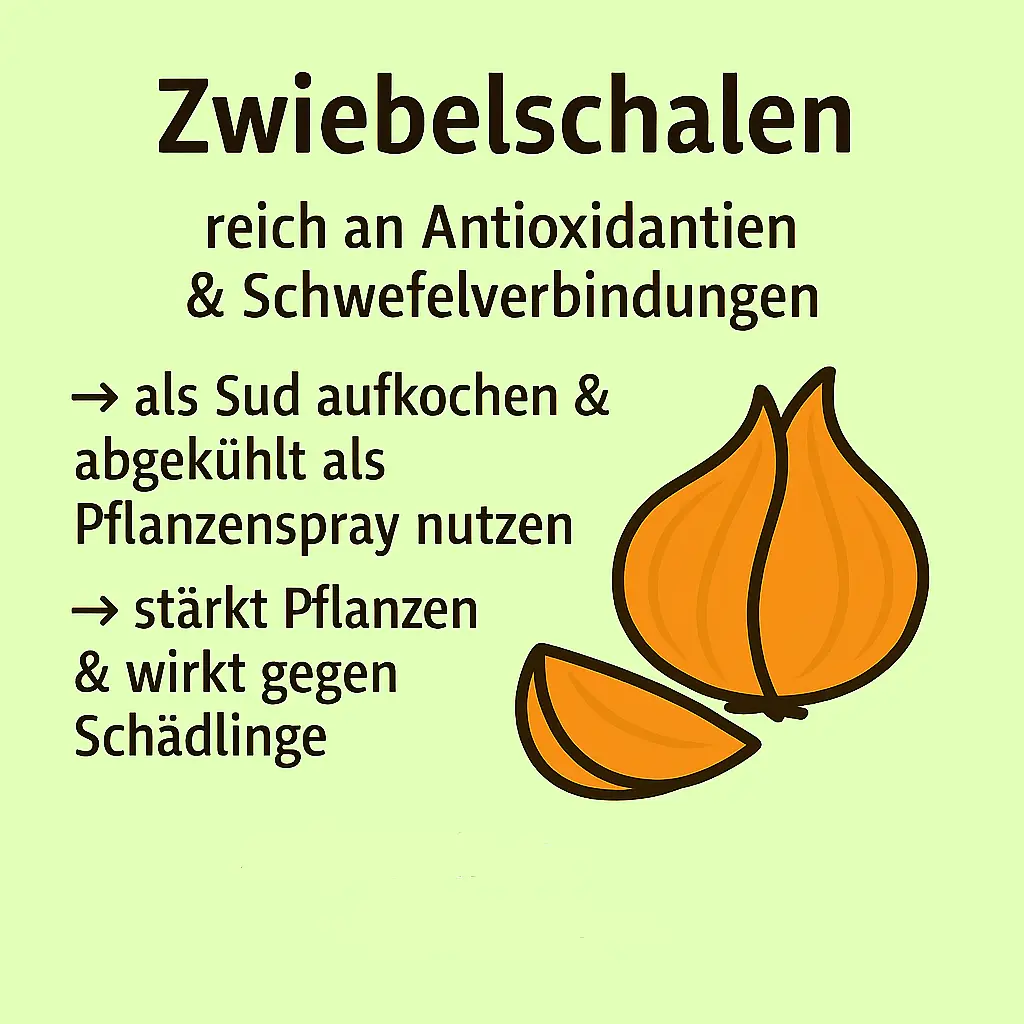 Zwiebelschalen als Pflanzenspray gegen Schädlinge.