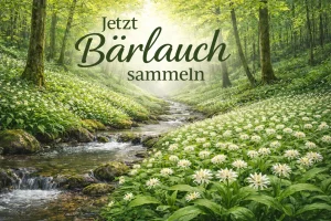 Bärlauch im Frühlingswald entlang eines Baches